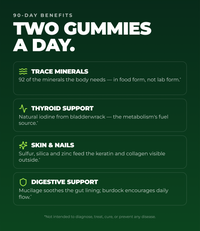 Ultimate Sea Moss Gummies With Bladderwrack & Burdock Root (Apple Cinnamon) (60 Gummies) (30 Servings)